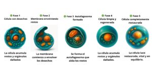 Infografía del proceso de la autofagia en cinco fases: célula con desechos, membrana envolviendo restos, autofagosoma formado, célula regenerada y célula restaurada.